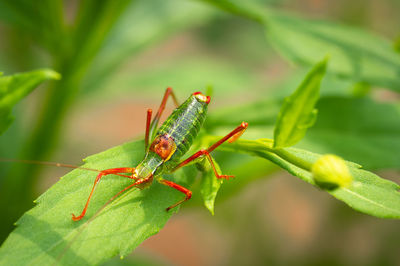 Close-up of grasshopper on plant