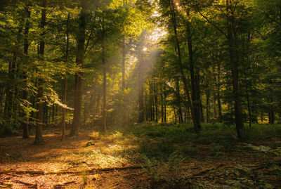 Trees in forest