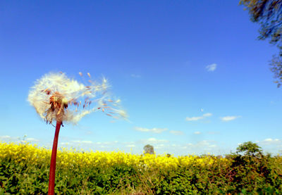 Low angle view of dandelion flower