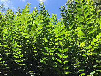 Close-up of green leaves