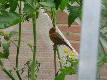 Close-up of bird perching on plant