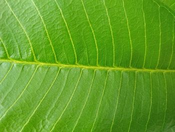 Full frame shot of green leaves