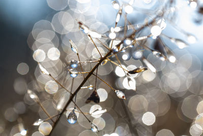 Close-up of white flowers