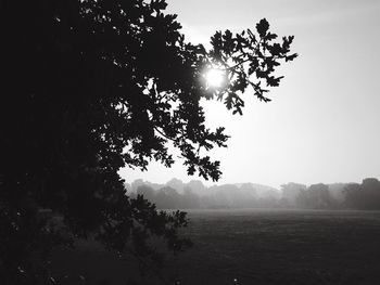 Sun shining through trees