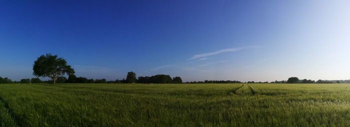 Scenic view of field against blue sky