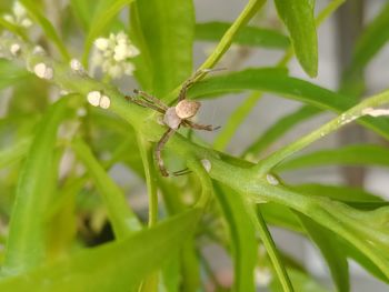 Close-up of insect on leaf