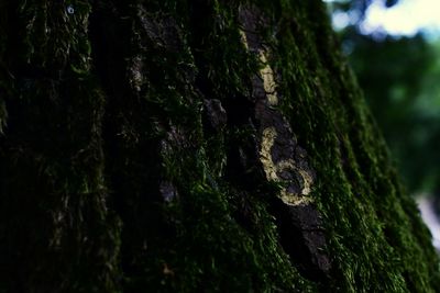 Close-up of moss on tree trunk