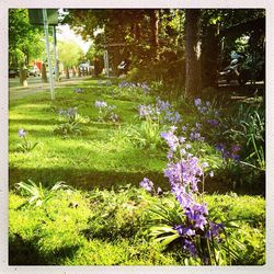Purple flowers blooming on field