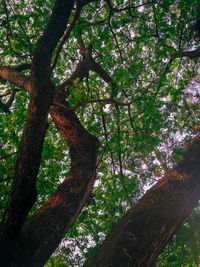 Low angle view of trees in forest
