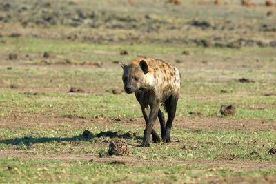 Hyena on field