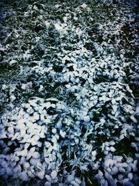 Full frame shot of flower plants