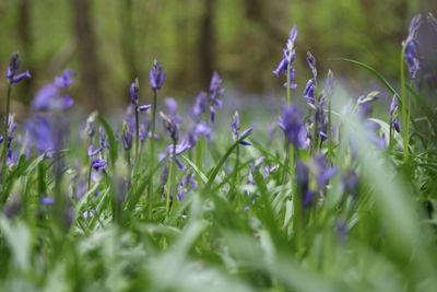 Close-up of purple flowers growing in field