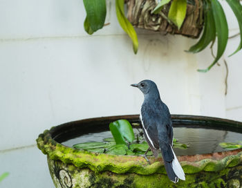 Close-up of bird oriental magpie robin