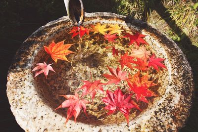 High angle view of maple leaf floating on water