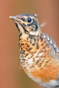 Close-up of a bird