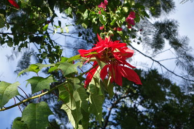 Low angle view of red flowers on tree