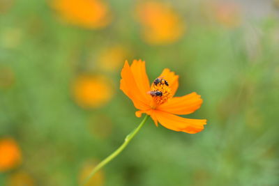 Close-up of insect on orange flower