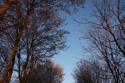 Low angle view of trees against clear sky