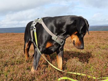 Dog looking away on field