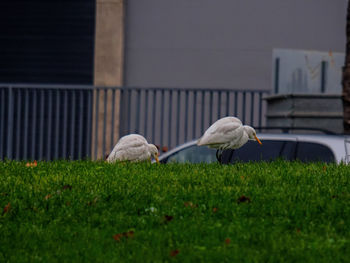 Ducks on a field