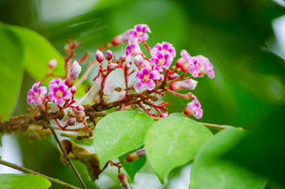Close-up of pink flowers