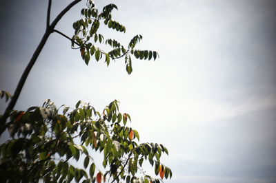 Low angle view of plant against sky