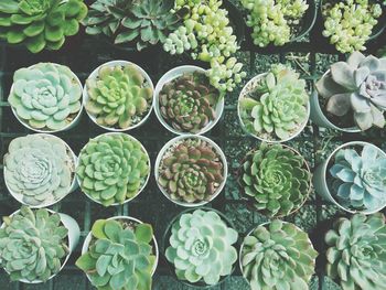 Full frame shot of succulent plants