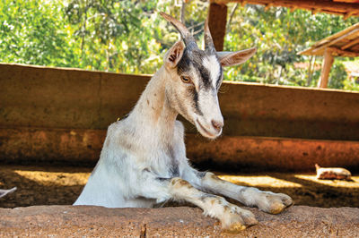 Close-up of goat in a farmhouse near the village of joanopolis. brazil