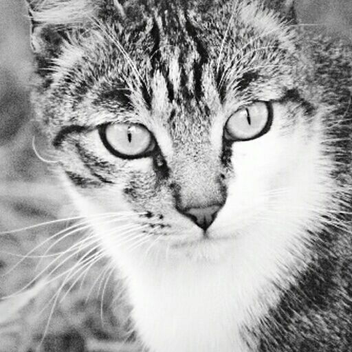 domestic cat, one animal, animal themes, cat, pets, feline, whisker, domestic animals, mammal, animal eye, animal head, close-up, portrait, looking at camera, staring, animal body part, alertness, indoors, focus on foreground