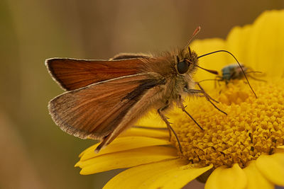 Close-up of moth pollinating on yellow flower