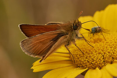 Close-up of insect on yellow flower