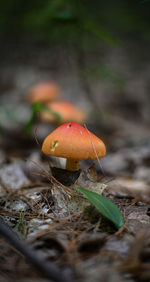 Close-up of mushroom growing on field