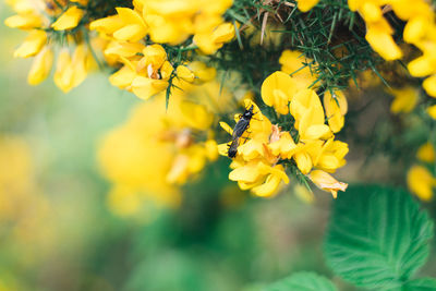 Close-up of bee on yellow flowering plant