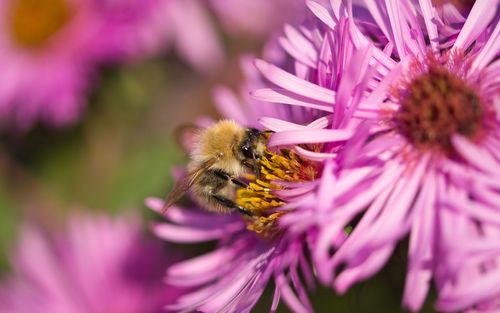 Close-up of bee pollinating on purple flower