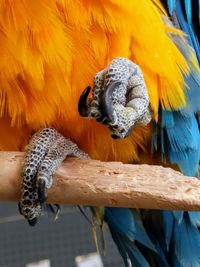 Close-up of a bird perching on wood