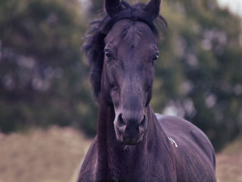 Close-up of horse