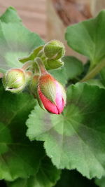 Close-up of plant