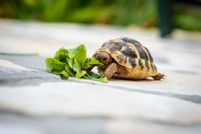 Close-up of turtle on footpath