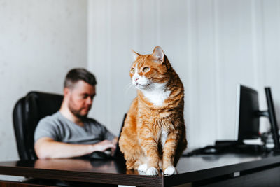 Red cat sits on the computer desk while man is using laptop. freelancer working from home.