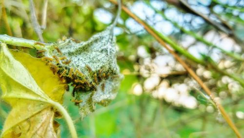 Close-up of insect on spider web