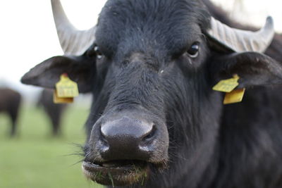 Close-up portrait of a horse