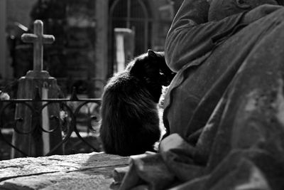 Rear view of cat sitting outdoors