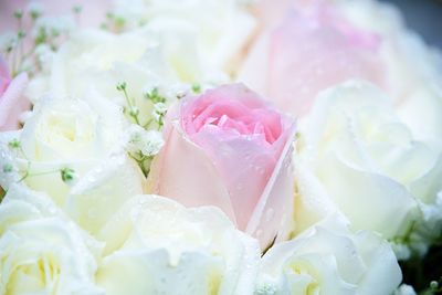 Close-up of white roses