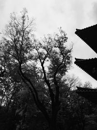 Low angle view of bare trees against sky