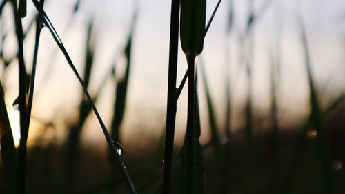 Close-up of wet plant