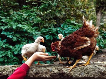 View of a bird on hand