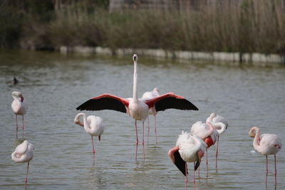 Flock of birds in a lake