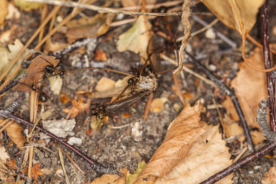 High angle view of insect on dry land