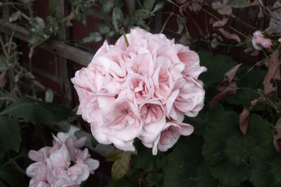 Close-up of pink flowers