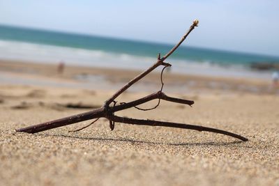 Close-up of leaf on beach against sky